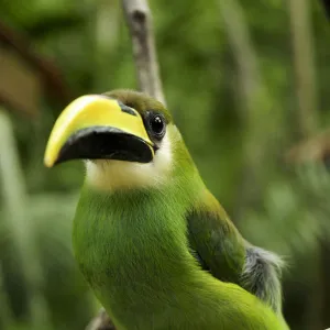 Emerald toucanet (Aulacorhynchus prasinus) Rio Platano Biosphere Reserve and UNESCO