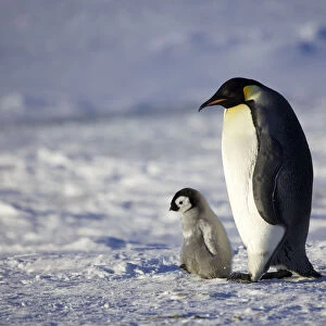 Emperor penguin (Aptenodytes forsteri) chick walking with parent, Antarctica, September