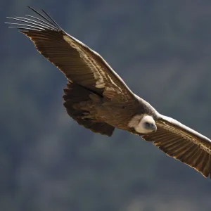 Eurasian griffon vulture (Gyps fulvus) in flight, Cevennes, France, March 2016