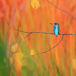 Eurasian kingfisher (Alcedo atthis) perched on branch in autumn, Sierra de Grazalema Natural Park, Andalusia, southern Spain. November. Nature's Best Photography International Awards 2023 - Highly Honoured - Birds category