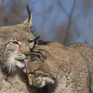 Eurasian lynx (Lynx lynx) grooming its kitten, aged eight months