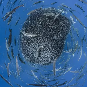 European barracuda (Sphyraena sphyraena) and Bluefish (Pomatomus saltatrix) circling
