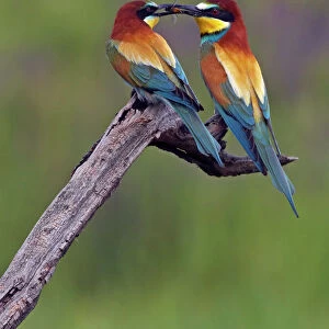 Bee Eaters Collection: European Bee Eater