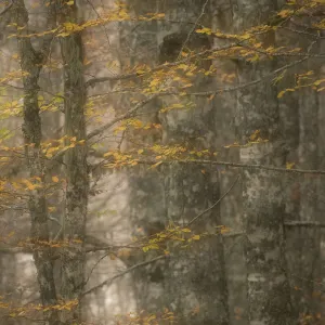 European beech trees (Fagus sylvatica) with autumnal leaves in forest, Pollino National Park