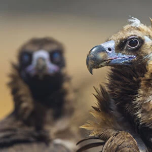 European Black vulture (Aegypius monachus) portrait of two birds, Campanarios de
