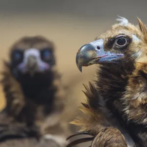 European Black vulture (Aegypius monachus) portrait of two birds, Campanarios de