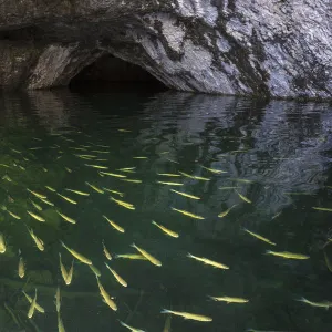 E Gallery: European Chub