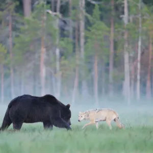 European grey wolf (Canis lupus) interacting with a European brown bear (Ursus arctos) Kuhmo