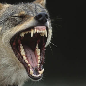 European Grey Wolf male yawning {Canis lupus} captive, Transsylvania, Romania