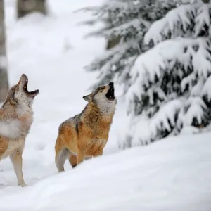 Two European grey wolves (Canis lupus) howling in winter landscape, captive