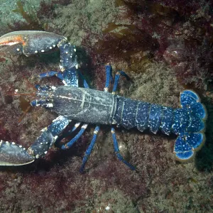 European lobster (Homarus gammarus) Channel Islands, UK July