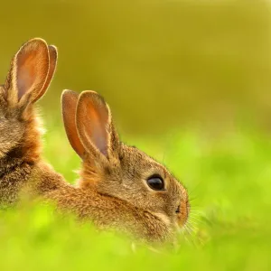 European rabbits (Oryctolagus cuniculus) juveniles emerging from burrow, Cheshire, UK May