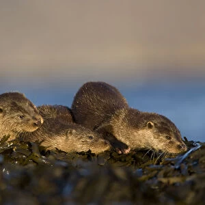 Three European river otters (Lutra lutra) resting on seaweed, Isle of Mull, Inner Hebrides
