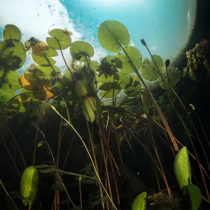 European white waterlilies (Nymphaea alba) viewed from underwater in a tributary of Danube Delta