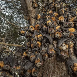 During an extreme heat-stress event at Melbournes Yarra Bend Grey-headed Flying-fox