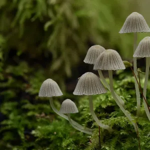 Fairy inkcap fungus (Coprinellus disseminatus) small group of this inkcap growing from mossy log