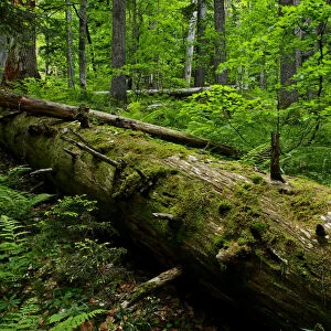 Fallen Nordmann fir (Abies nordmanniana) tree, old-growth forest, Arkhyz valley