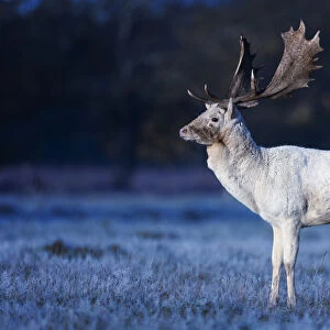 Fallow deer (Dama dama) white stag on frosty morning, Bushy Park, London, UK. November