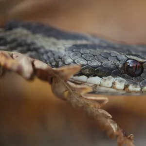 Female Adder (Vipera berus) head portrait, Peak District, UK