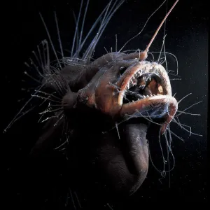 Female Anglerfish fanfin seadevil (Caulophryne jordani) - Deep sea species from Atlantic Ocean