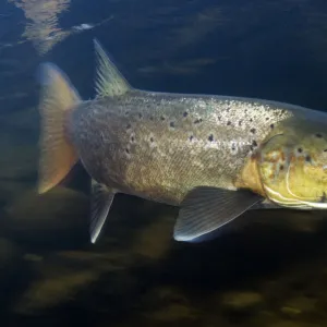 Female Atlantic salmon (Salmo salar) River Orkla, Norway, October 2008