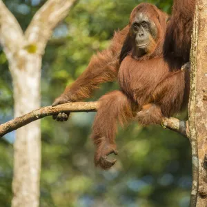 Female Bornean orangutan (Pongo pygmaeus) sitting in a tree, Tanjung Puting National Park