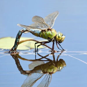 Female Emperor dragonfly (Anax imperator) laying eggs, Cornwall, England, UK, April