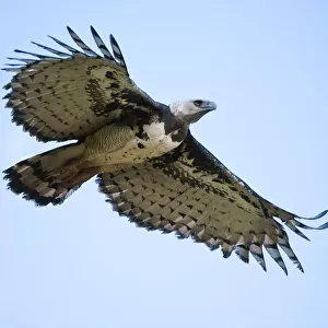 Female Harpy Eagle (Harpia harpyja) in flight