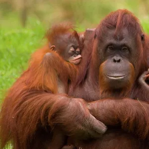 Female Orang Utan (Pongo pygmaeus) [Sandy, born 29.04.82] sitting, holding two young. One [Samboja, born 09.06.05] is her own offspring, the other [Dayang, born 01.12.05] was rejected by its birth mother, and so this female has adopted it