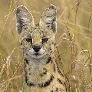 Female Serval (Leptailurus serval) portrait. Masai Mara national reserve, Kenya, East Africa