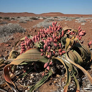 Female Welwitschia plant (Welwitschia mirabilis), cones in flower, Kunene region, Namibia, Africa, May