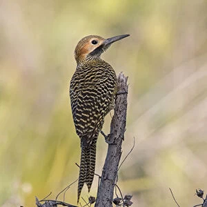 Woodpeckers Photo Mug Collection: Fernandinas Flicker