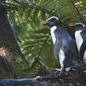 Penguins Collection: Fiordland