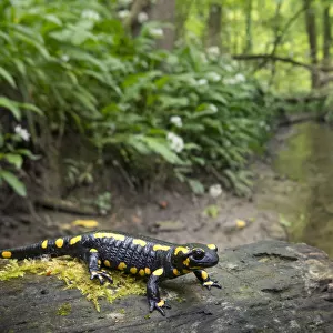 Fire salamander (Salamandra salamandra) in forest habitat, Hallerbos, Belgium. May