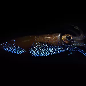 Firefly squid (Watasenia scintillans) emitting light from photophores, Toyama Bay, Japan