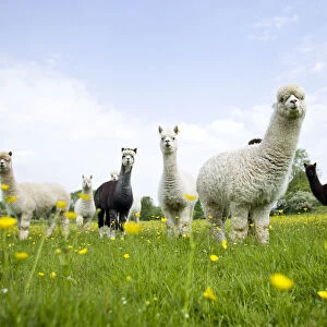 Flock of domestic Alpaca {Lama pacos}, bred in the UK for their soft wool, UK