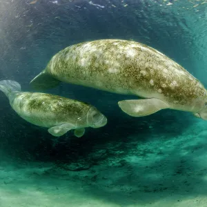 Manatee