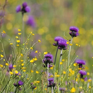 Flowering meadow with Thistles (Cirsium rivulare) and Buttercups (Ranunculus acris)