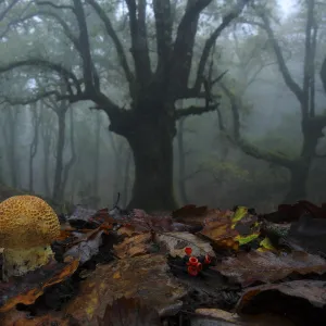 Fly agaric (Amanita muscaria) in foggy forest, Los Alcornocales Natural Park, southern Spain