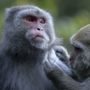 Cercopithecidae Collection: Formosan Rock Macaque