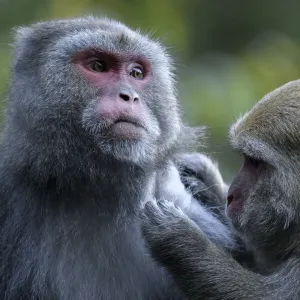 Formosan macaques (Macaca cyclopis) social grooming, Taiwan. Endemic