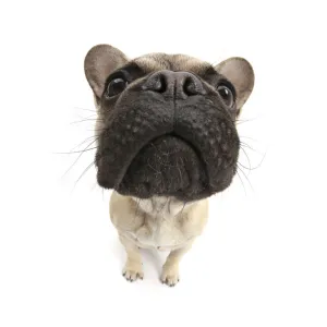 French Bulldog sitting looking up, close up of muzzle