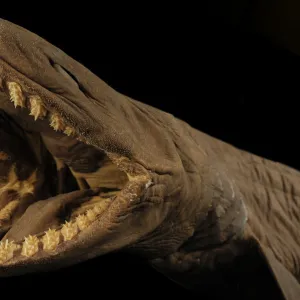 Frilled shark (Chlamydoselachus anguineus) specimen with mouth open, from Atlantic Ocean