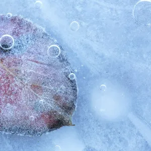 Frozen leaves of European pear (Pyrus communis) in ice. Sierra de Grazalema Natural Park