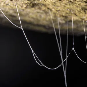 Fungus gnat (Mycetophilidae) larvae, with sticky hanging threads, waiting to ambush