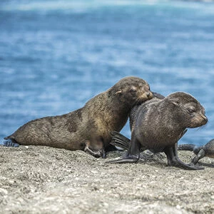 Otariidae Photo Mug Collection: Galßpagos Fur Seal