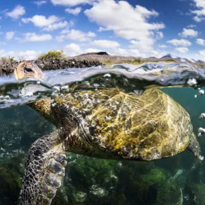 Galapagos green turtle (Chelonia agassizii) surfaces to breathe. Floreana Island