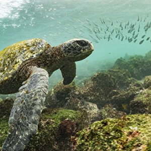 Galapagos green turtle (Chelonia mydas agassizi) swimming above sea floor with shoal