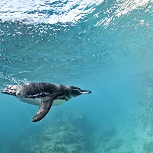 Penguins Collection: Galapagos