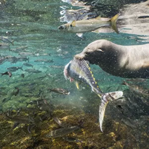 Galapagos sea lion (Zalophus wollebaeki) hunting tuna